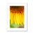 Sun Flower 4 Framed & Mounted Print