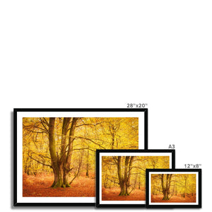 Forest 17 Framed Print