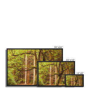 Forest 12 Framed Canvas