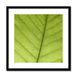 Leaf Macro 6 Framed & Mounted Print