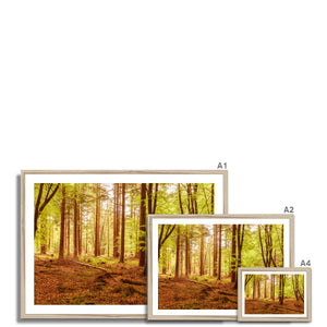 Forest 5 Framed Print