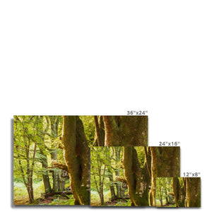 Forest 14 Canvas