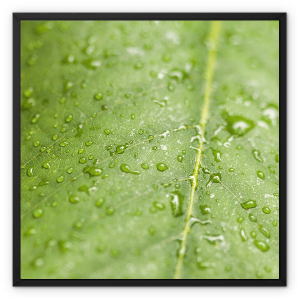 Leaf Macro 5 Framed Canvas