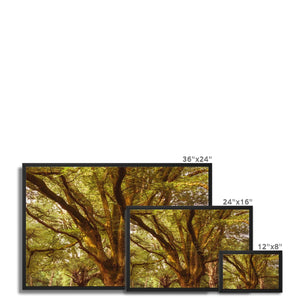 Forest 1 Framed Canvas