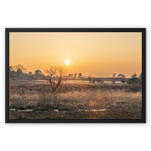 Sun reeds Framed Canvas