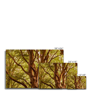 Forest 2 Canvas