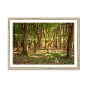 Forest 19 Framed Print