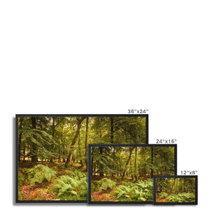 Forest 3 Framed Canvas