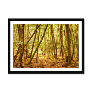 Forest 11 Framed Print