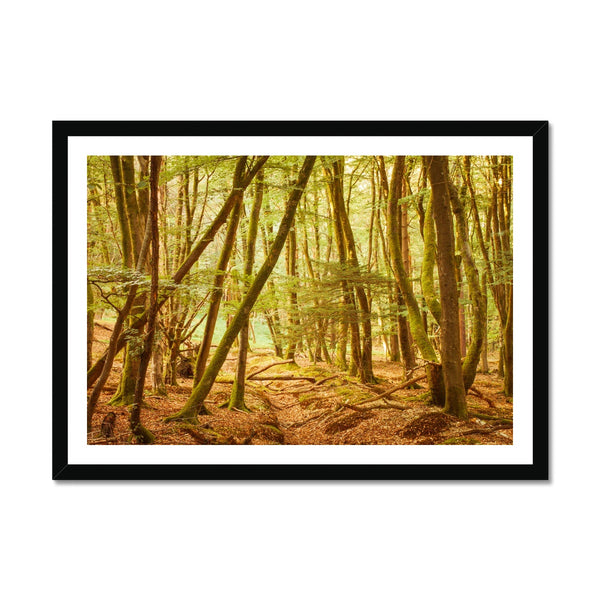 Forest 11 Framed Print