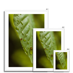 Leaf Macro 3 Framed Print