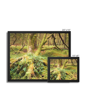 Forest 22 Framed Canvas