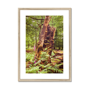 Forest  23 Framed & Mounted Print