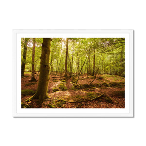 Forest 8 Framed Print