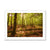 Forest 8 Framed Print