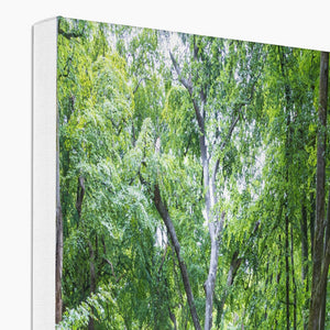 Bolderwood 1 Canvas