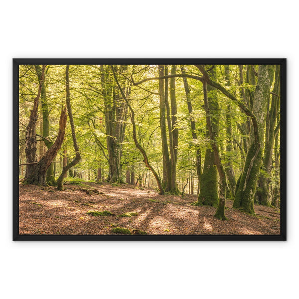 Bolderwood 4 Framed Canvas