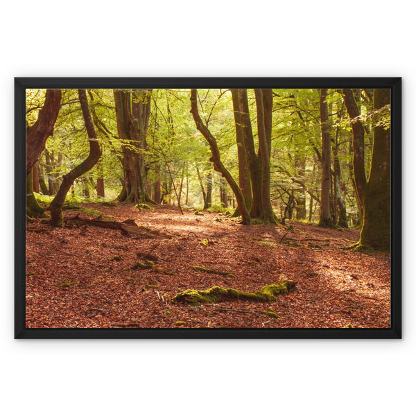 Forest 10 Framed Canvas