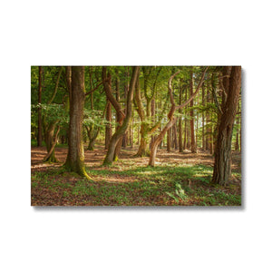 Forest 19 Canvas