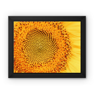 Sun flower 1 Framed Canvas