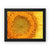 Sun flower 1 Framed Canvas