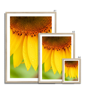 Sun Flower 4 Framed Print