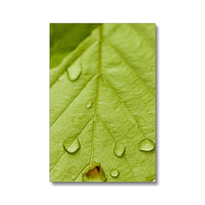 Leaf droplets 5