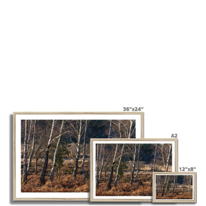 Birch light Framed Print