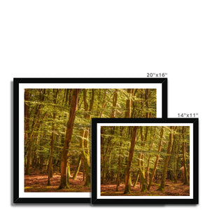 Forest 26 Framed Print