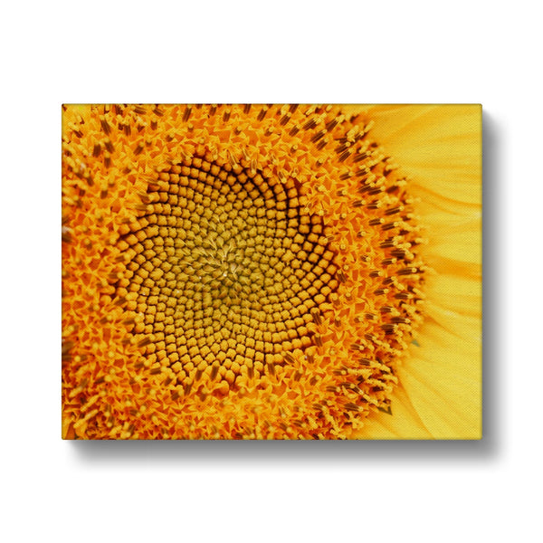 Sun flower 1 Canvas