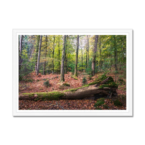 Autumn at Wilverly Framed Print