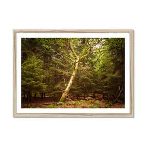 Forest 7 Framed Print