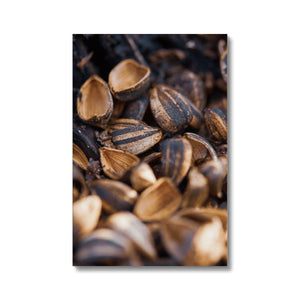 Sun Flower seeds 3 Canvas