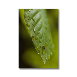 Leaf droplets 3