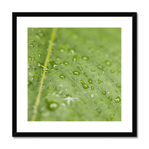 Leaf Macro 4 Framed & Mounted Print