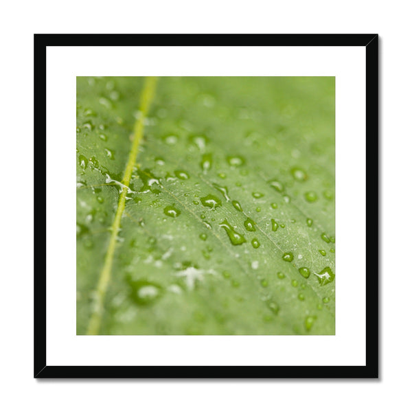 Leaf Macro 4 Framed & Mounted Print