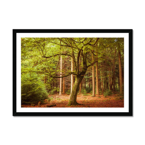 Forest 12 Framed Print