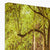 Forest 12 Canvas