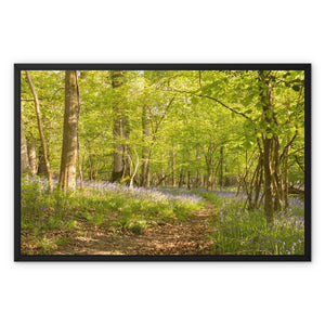 Bluebell path Framed Canvas