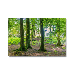 Puckpits Beeches Canvas