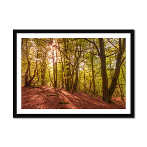 Forest 9 Framed Print