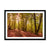 Forest 9 Framed Print