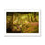 Forest 6 Framed Print