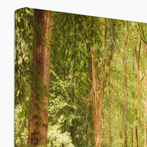 Forest 13 Canvas