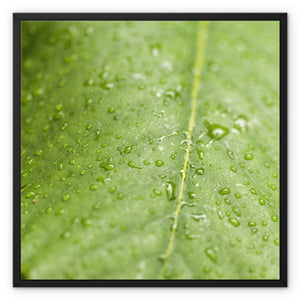 Leaf Macro 5 Framed Canvas