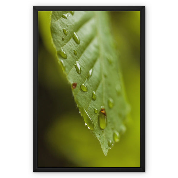 Leaf Macro 3 Framed Canvas