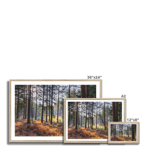 Bolder pines Framed Print