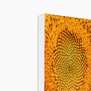 Sun flower 1 Canvas