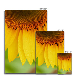 Sun Flower 4 Canvas