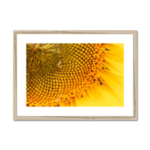 Sun Flower 3 Framed & Mounted Print